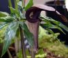Show product details for Arisaema thunbergii